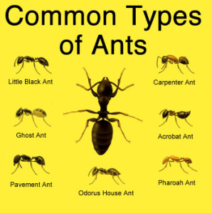 Ant Size Chart