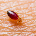 A bed bug on a human arm.