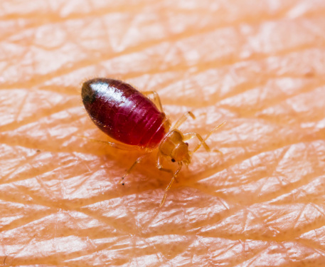 A bed bug on a human arm.