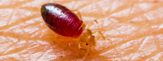 A red bed bug on human skin.