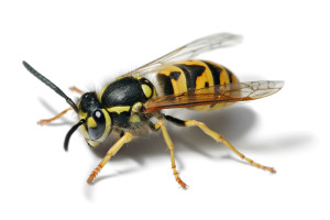 European wasp white bg