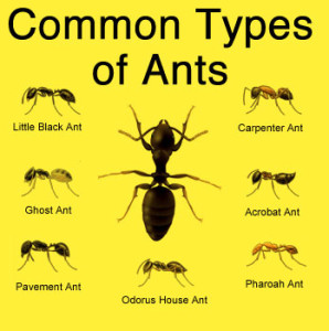 Different types of ants on a yellow background.