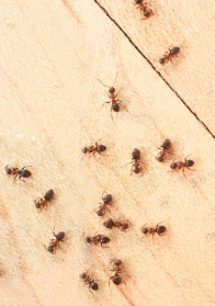 Carpenter ants on a wooden floor.