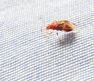 bedbugs2