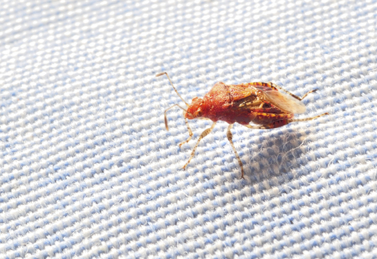 A small red bug on a blue and white cloth.