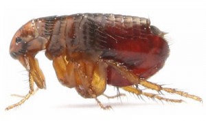 A close-up image of a brown flea.
