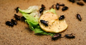 Crickets eating a piece of lettuce and an apple slice.