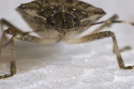 A close-up image of a stink bug.