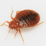A close-up image of a bed bug.