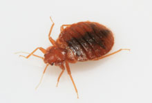 A close-up image of a bed bug.
