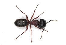 Black carpenter ant on white background