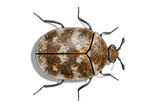 A small brown and white carpet beetle.