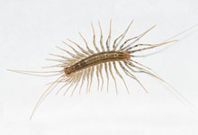 A close up of a brown house centipede on a white background
