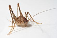 A close up of a brown cricket on a white background.