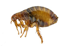 A close-up image of a brown flea.