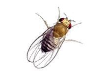 Close-up of a male fruit fly.