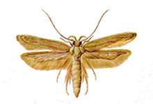 A small, tan-colored moth with dark spots on its wings.