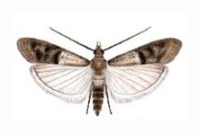 Brown house moth with white-edged wings.