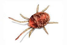 Microscopic image of a red spider mite.