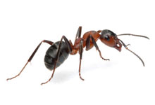 A close-up image of a red and black ant.