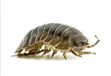 A gray and brown woodlouse on a white background.