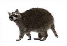 A raccoon is standing on a white background.