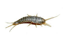 A silverfish on a white background.
