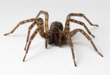 A brown spider with long legs on a white background.
