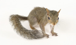 A gray squirrel with a bushy tail.