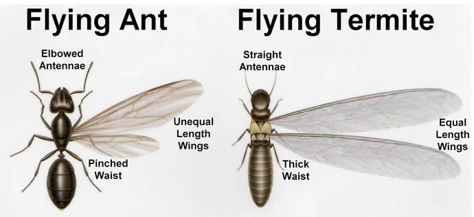 Comparison between flying ant and flying termite.