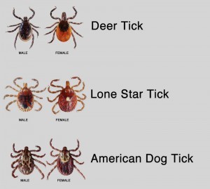 Comparison of male and female deer, lone star, and American dog ticks.