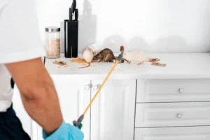 rodent control long island ny