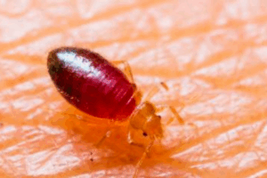 Bed Bugs