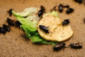 Pest Control