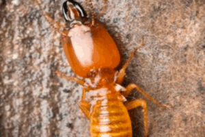 Termite Control